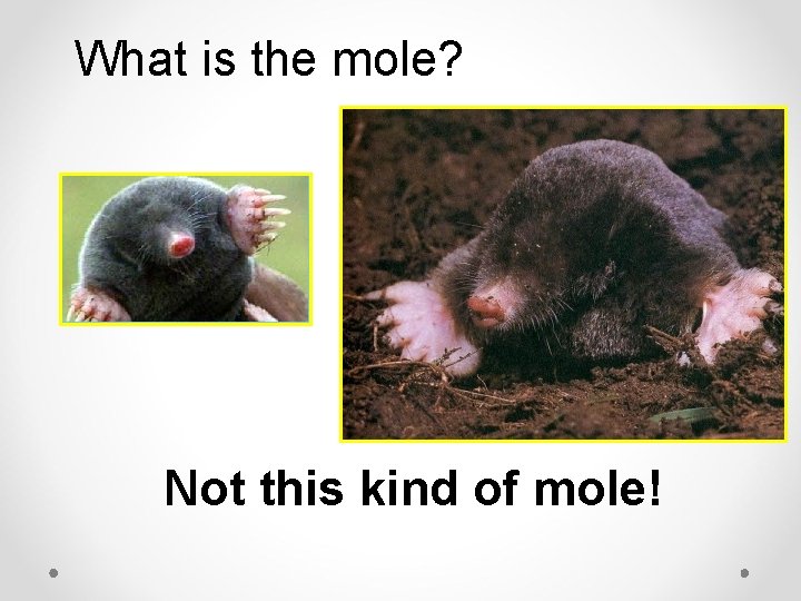 What is the mole? Not this kind of mole! 