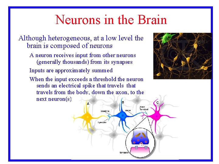 Neurons in the Brain Although heterogeneous, at a low level the brain is composed