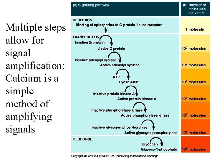Multiple steps allow for signal amplification: Calcium is a simple method of amplifying signals Multiple steps allow for signal amplification: Calcium is a simple method of amplifying signals