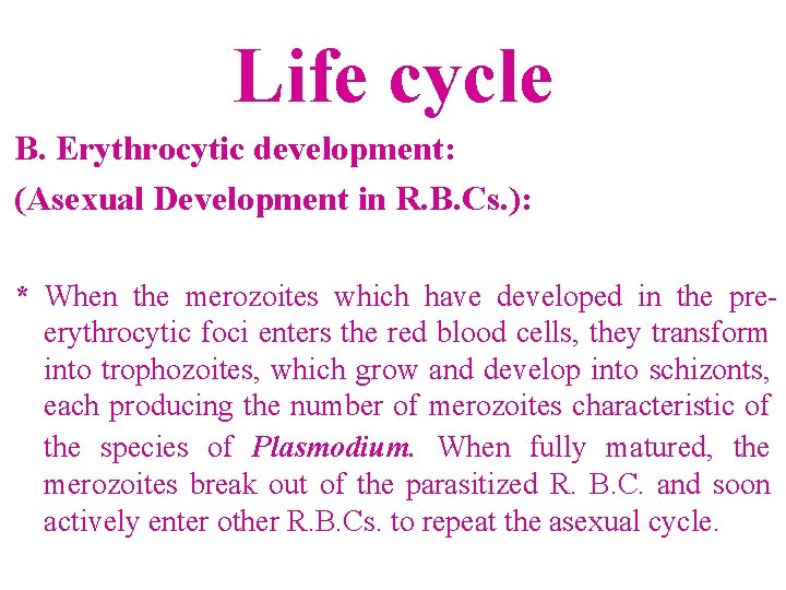 Life cycle B. Erythrocytic development: (Asexual Development in R. B. Cs. ): * When Life cycle B. Erythrocytic development: (Asexual Development in R. B. Cs. ): * When