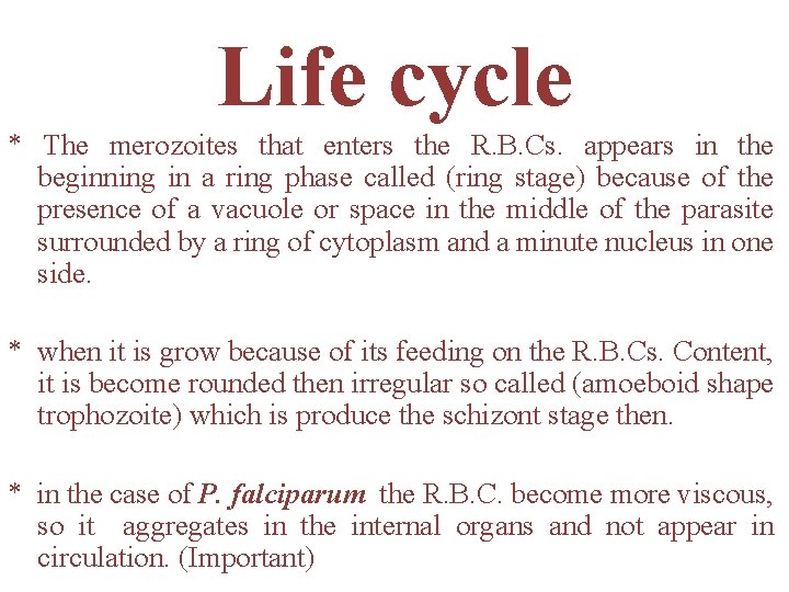 Life cycle * The merozoites that enters the R. B. Cs. appears in the Life cycle * The merozoites that enters the R. B. Cs. appears in the