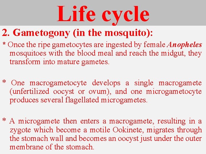 Life cycle 2. Gametogony (in the mosquito): * Once the ripe gametocytes are ingested Life cycle 2. Gametogony (in the mosquito): * Once the ripe gametocytes are ingested