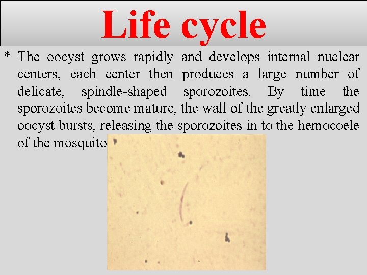 Life cycle * The oocyst grows rapidly and develops internal nuclear centers, each center Life cycle * The oocyst grows rapidly and develops internal nuclear centers, each center