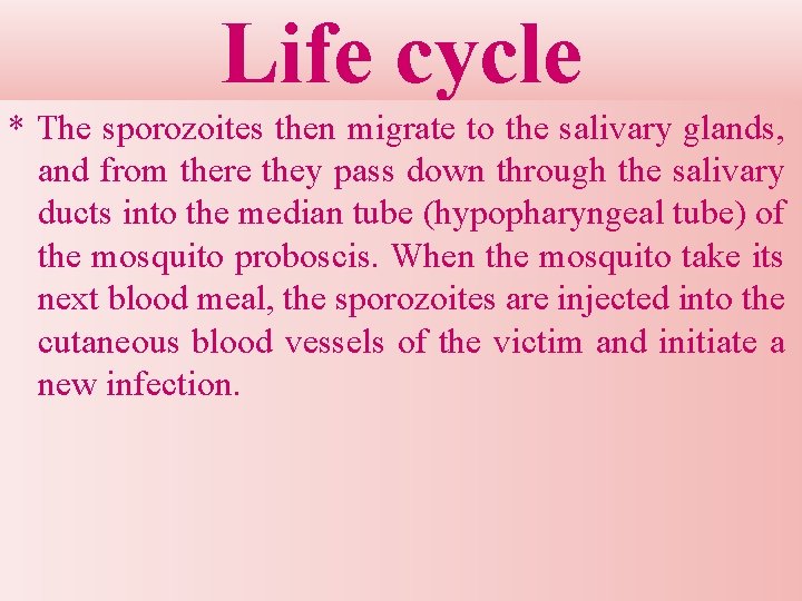 Life cycle * The sporozoites then migrate to the salivary glands, and from there Life cycle * The sporozoites then migrate to the salivary glands, and from there