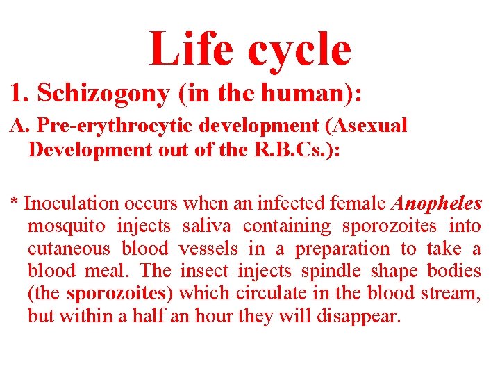 Life cycle 1. Schizogony (in the human): A. Pre-erythrocytic development (Asexual Development out of Life cycle 1. Schizogony (in the human): A. Pre-erythrocytic development (Asexual Development out of