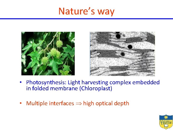 Nature’s way • Photosynthesis: Light harvesting complex embedded in folded membrane (Chloroplast) • Multiple
