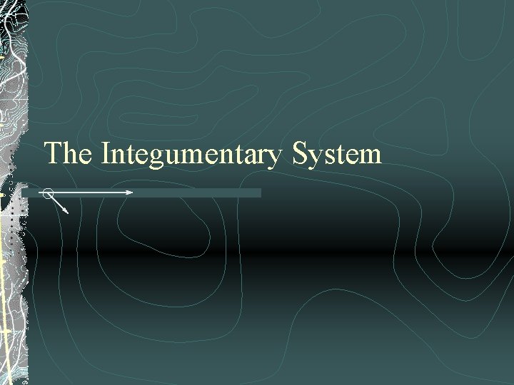 The Integumentary System 