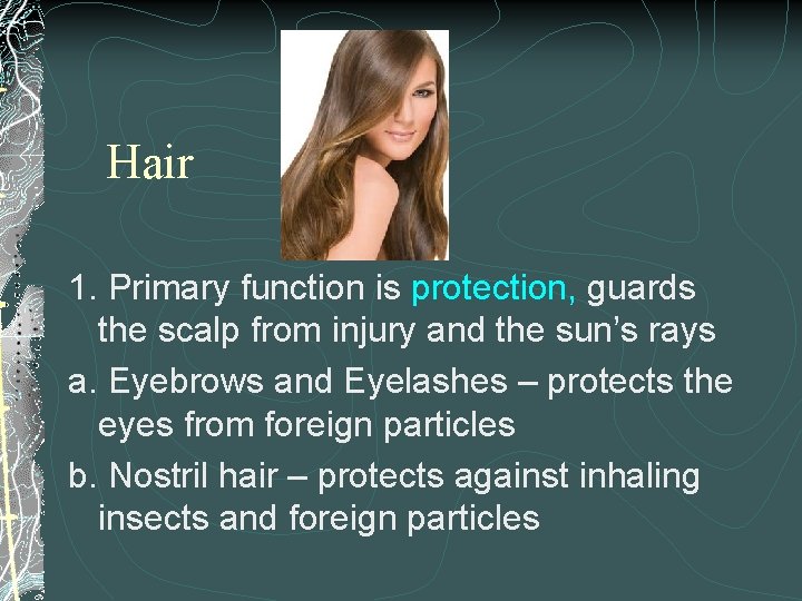 Hair 1. Primary function is protection, guards the scalp from injury and the sun’s