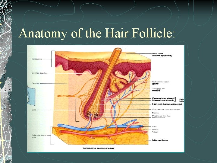 Anatomy of the Hair Follicle: 