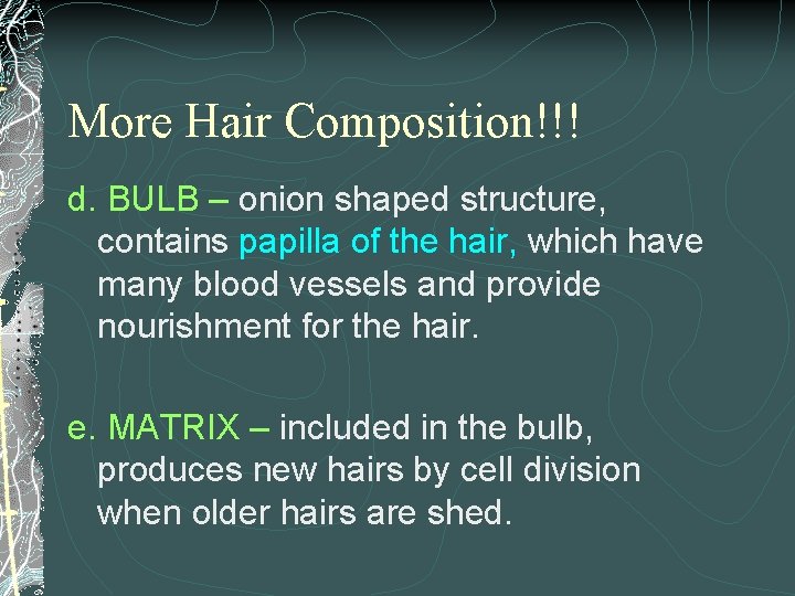 More Hair Composition!!! d. BULB – onion shaped structure, contains papilla of the hair,