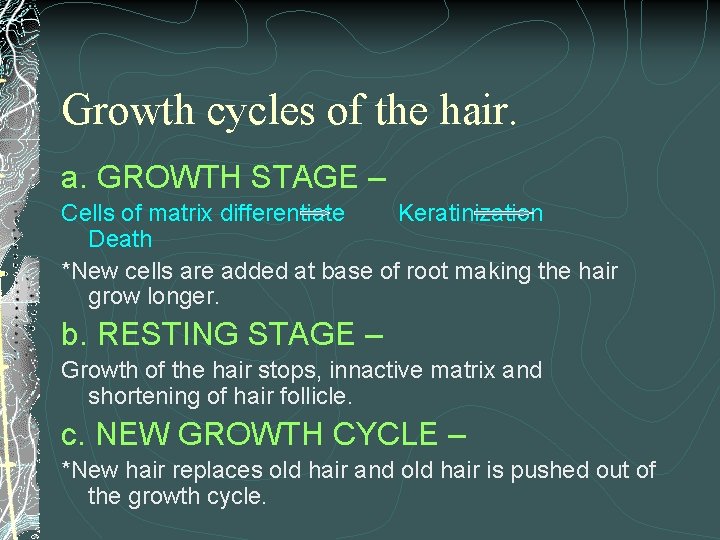 Growth cycles of the hair. a. GROWTH STAGE – Cells of matrix differentiate Keratinization