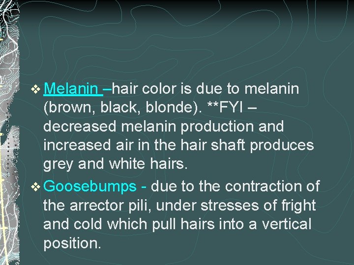 v Melanin –hair color is due to melanin (brown, black, blonde). **FYI – decreased