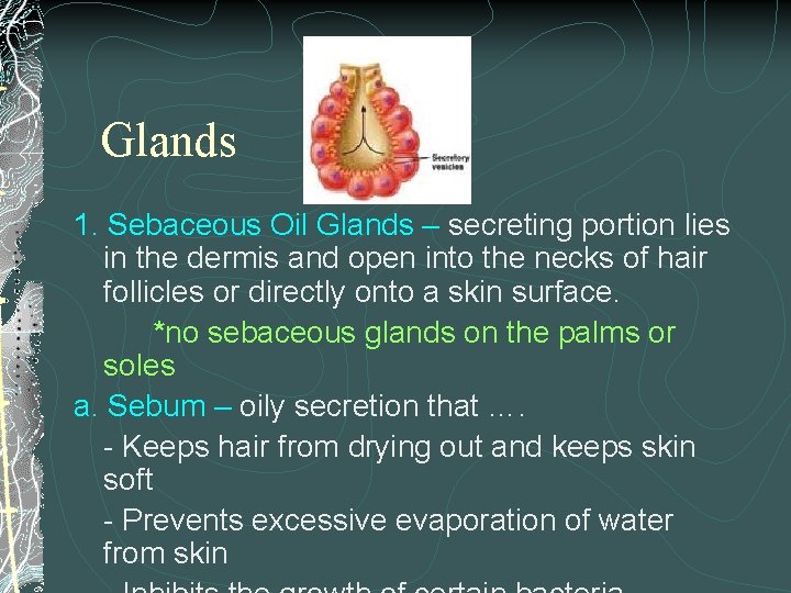 Glands 1. Sebaceous Oil Glands – secreting portion lies in the dermis and open