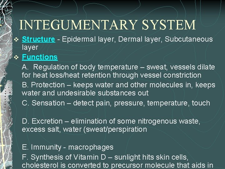 INTEGUMENTARY SYSTEM Structure - Epidermal layer, Dermal layer, Subcutaneous layer v Functions A. Regulation