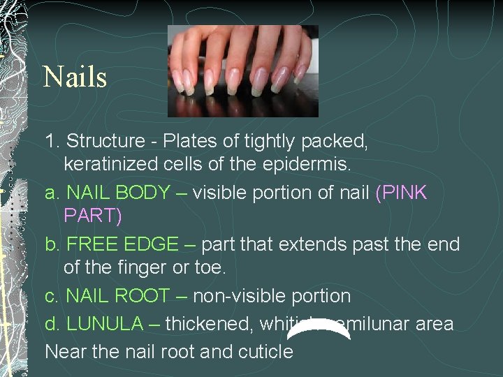 Nails 1. Structure - Plates of tightly packed, keratinized cells of the epidermis. a.