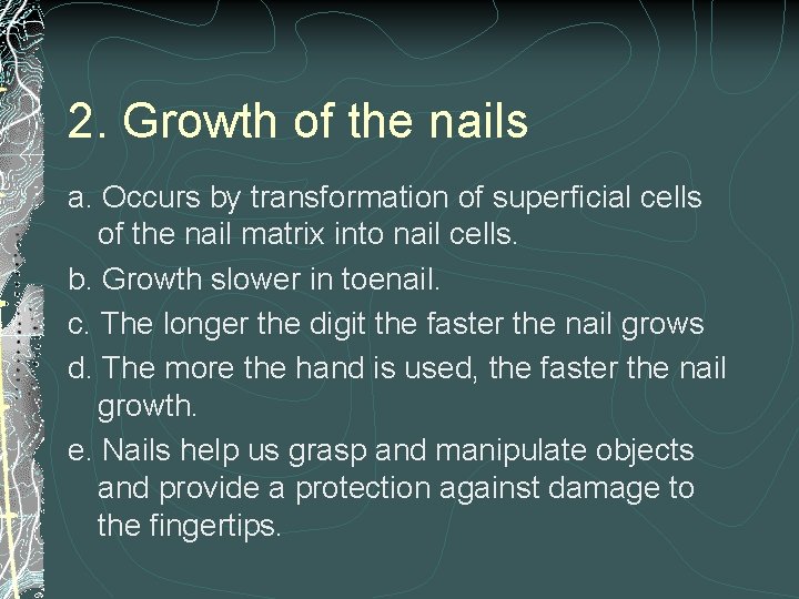 2. Growth of the nails a. Occurs by transformation of superficial cells of the