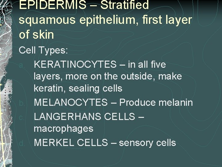 EPIDERMIS – Stratified squamous epithelium, first layer of skin Cell Types: a. KERATINOCYTES –