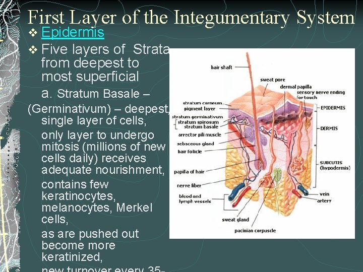 First Layer of the Integumentary System v Epidermis v Five layers of Strata from