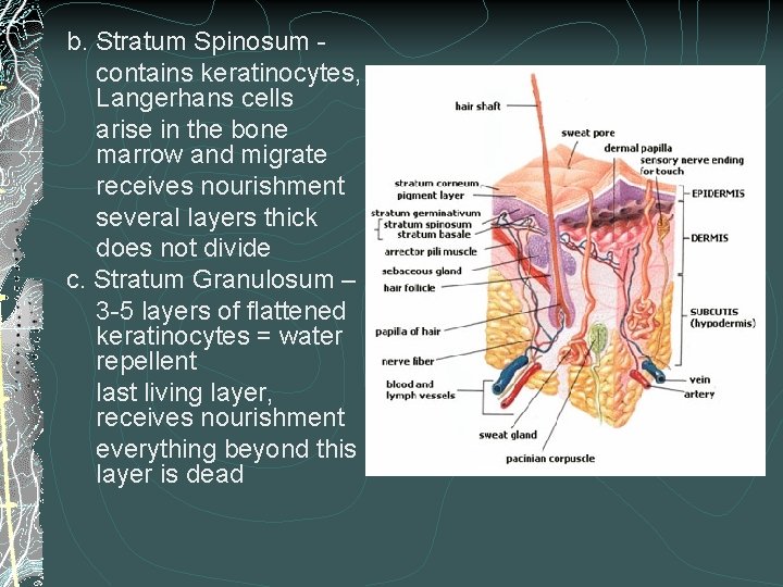 b. Stratum Spinosum contains keratinocytes, Langerhans cells arise in the bone marrow and migrate