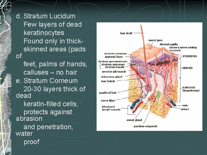 d. Stratum Lucidum Few layers of dead keratinocytes Found only in thickskinned areas (pads