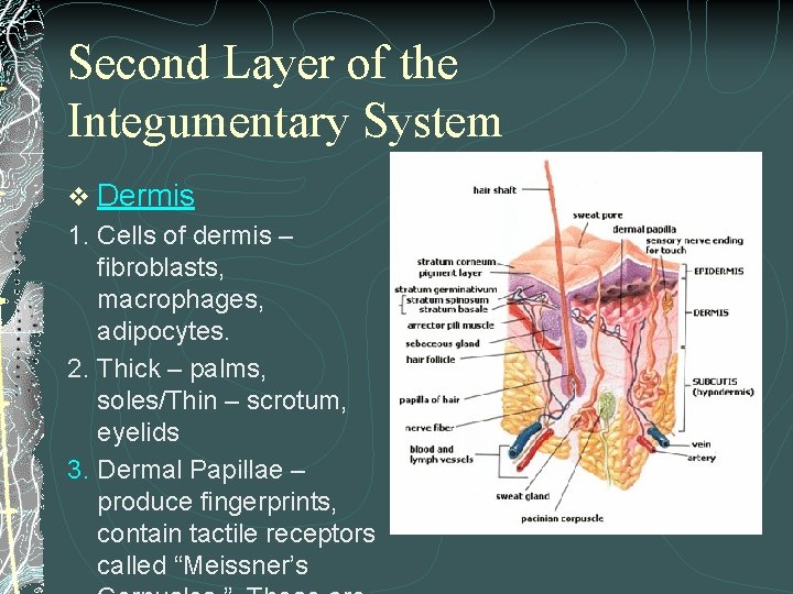 Second Layer of the Integumentary System v Dermis 1. Cells of dermis – fibroblasts,