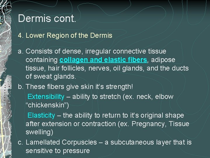Dermis cont. 4. Lower Region of the Dermis a. Consists of dense, irregular connective