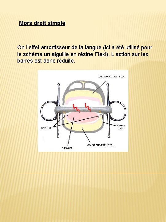 Mors droit simple On l’effet amortisseur de la langue (ici a été utilisé pour
