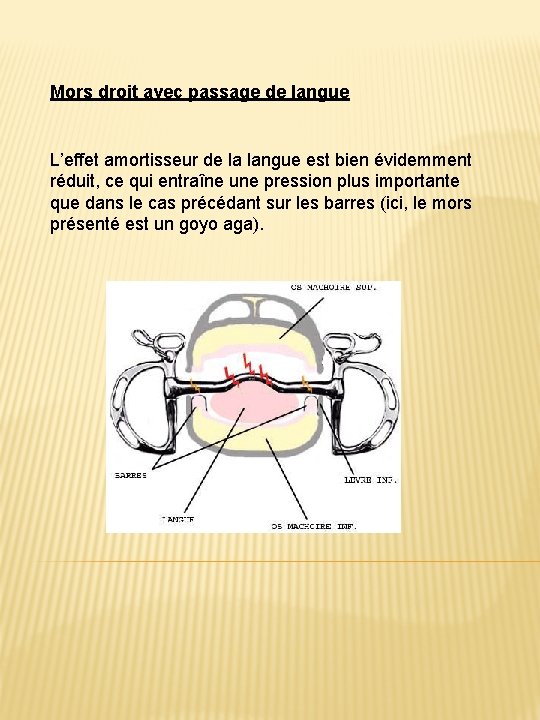 Mors droit avec passage de langue L’effet amortisseur de la langue est bien évidemment