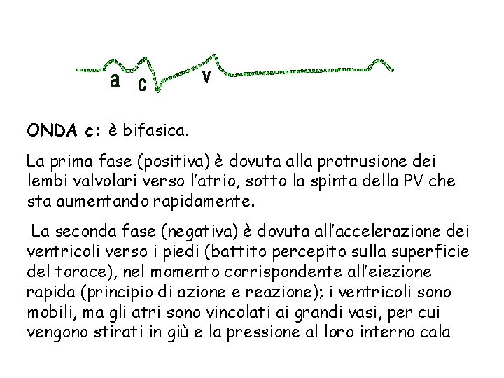 ONDA c: è bifasica. La prima fase (positiva) è dovuta alla protrusione dei lembi