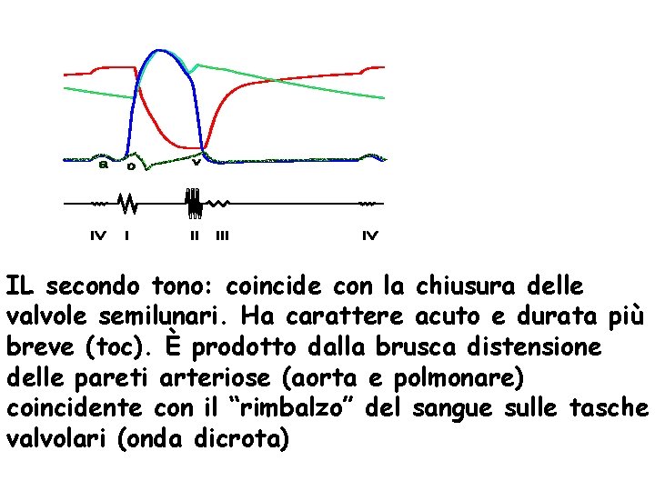 IL secondo tono: coincide con la chiusura delle valvole semilunari. Ha carattere acuto e