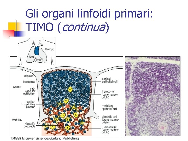 Gli organi linfoidi primari: TIMO (continua) 