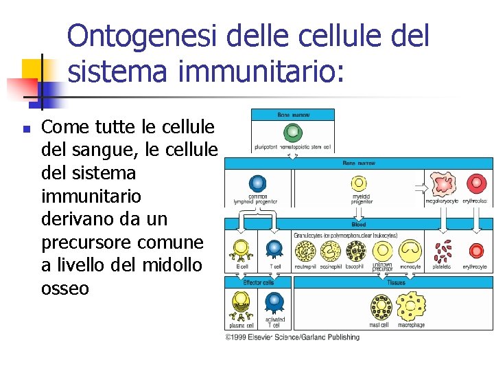 Ontogenesi delle cellule del sistema immunitario: n Come tutte le cellule del sangue, le