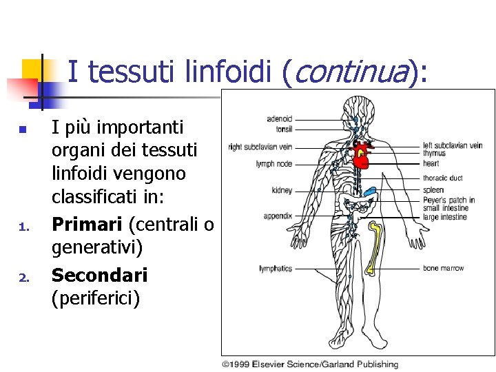 I tessuti linfoidi (continua): n 1. 2. I più importanti organi dei tessuti linfoidi