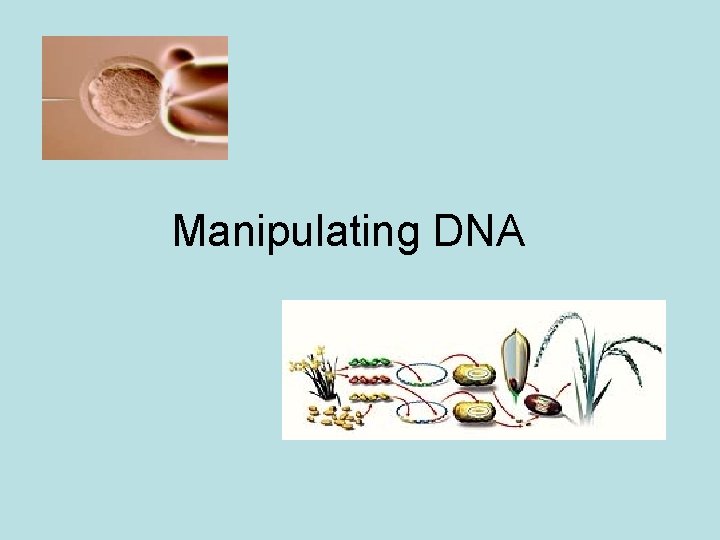 Manipulating DNA 