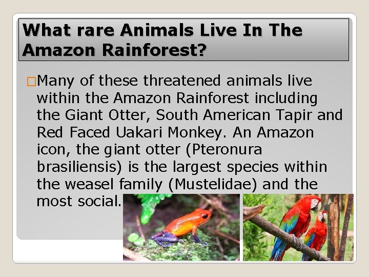 What rare Animals Live In The Amazon Rainforest? �Many of these threatened animals live