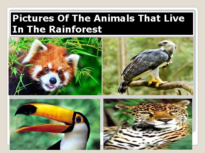 Pictures Of The Animals That Live In The Rainforest 
