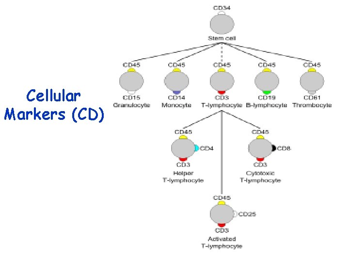 Cellular Markers (CD) 