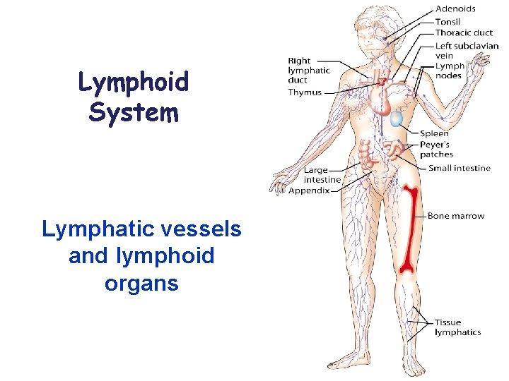 Lymphoid System Lymphatic vessels and lymphoid organs 