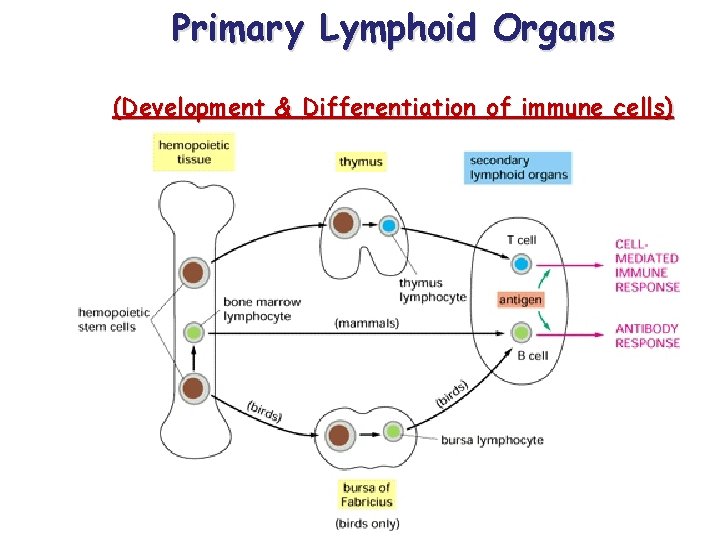 Primary Lymphoid Organs (Development & Differentiation of immune cells) 