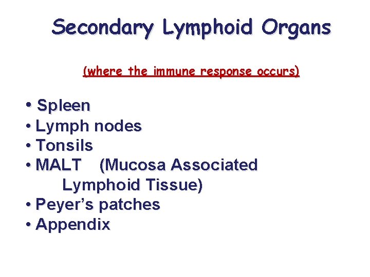 Secondary Lymphoid Organs (where the immune response occurs) • Spleen • Lymph nodes •