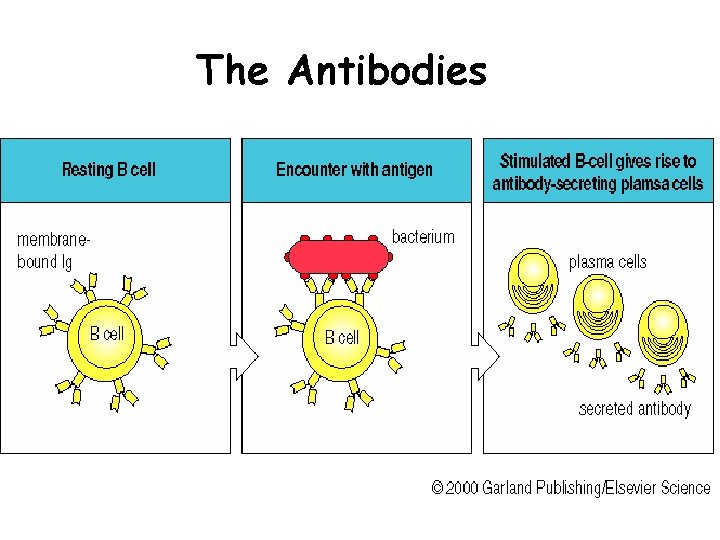 The Antibodies 