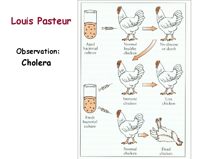 Louis Pasteur Observation: Cholera 