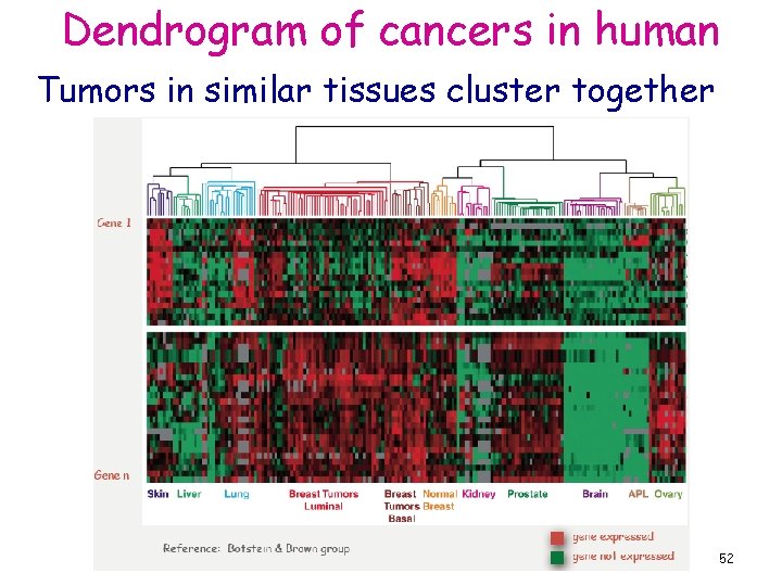Dendrogram of cancers in human Tumors in similar tissues cluster together 52 
