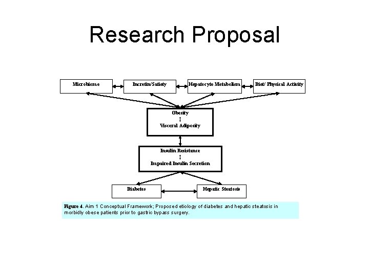 Research Proposal Microbiome Incretin/Satiety Hepatocyte Metabolism Diet/ Physical Activity Obesity ↕ Visceral Adiposity Insulin