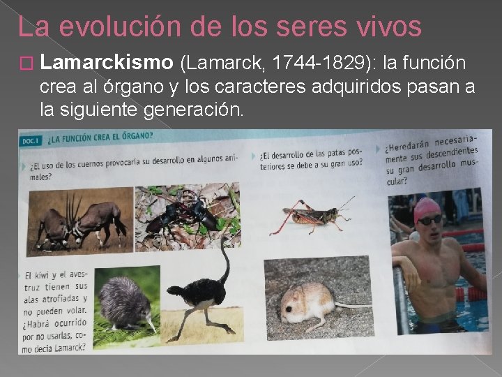 La evolución de los seres vivos � Lamarckismo (Lamarck, 1744 -1829): la función crea