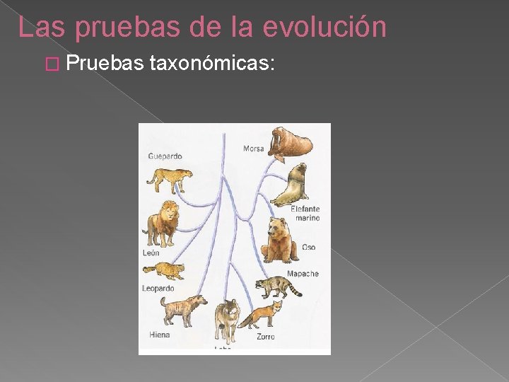 Las pruebas de la evolución � Pruebas taxonómicas: 