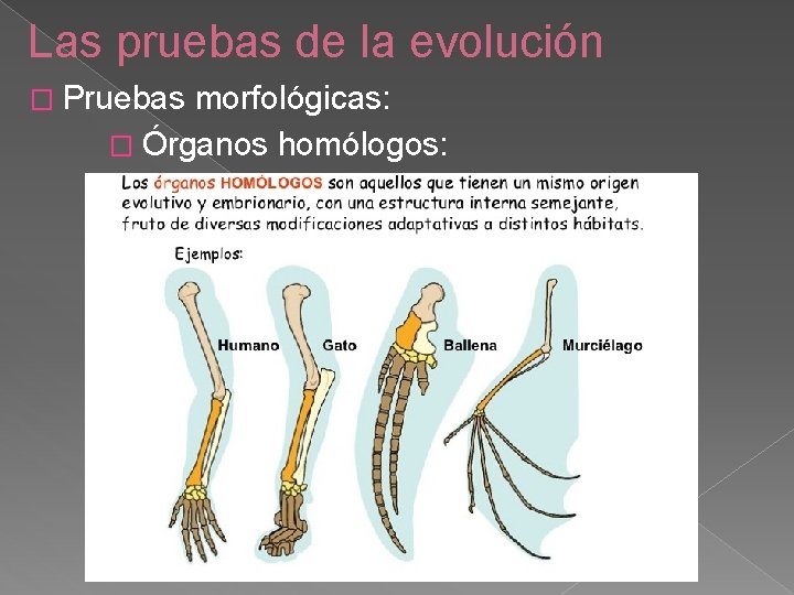 Las pruebas de la evolución � Pruebas morfológicas: � Órganos homólogos: 