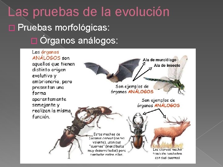 Las pruebas de la evolución � Pruebas morfológicas: � Órganos análogos: 