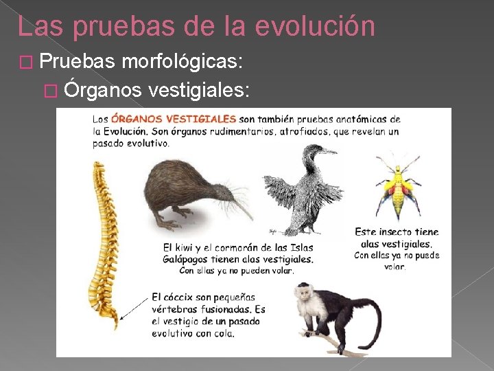 Las pruebas de la evolución � Pruebas morfológicas: � Órganos vestigiales: 