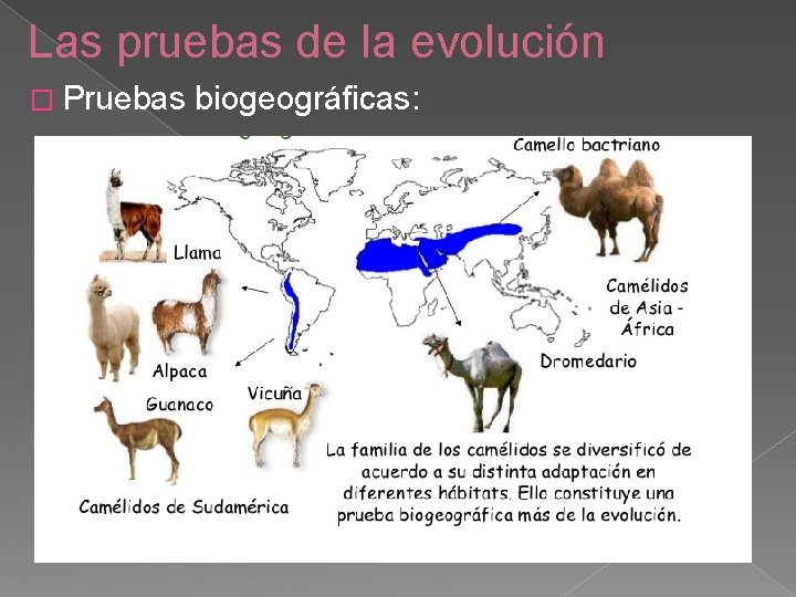 Las pruebas de la evolución � Pruebas biogeográficas: 